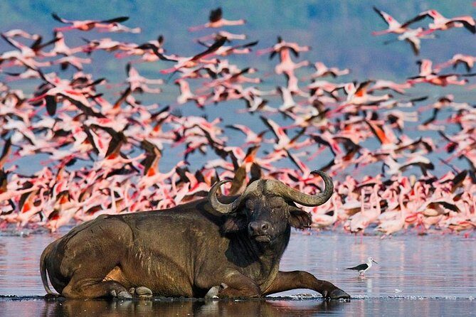 4 Day Masai Mara & Lake Nakuru Group Joining Camping Safari - Daily Departures - The Sum Up