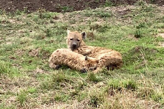 4-Day Masai Mara - Luxury Private safari (JEEP) - Guides & Reviews: What Travelers Say