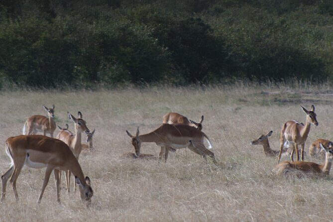 4-Day Masai Mara - Luxury Private safari (JEEP) - Additional Activities & Cultural Experiences