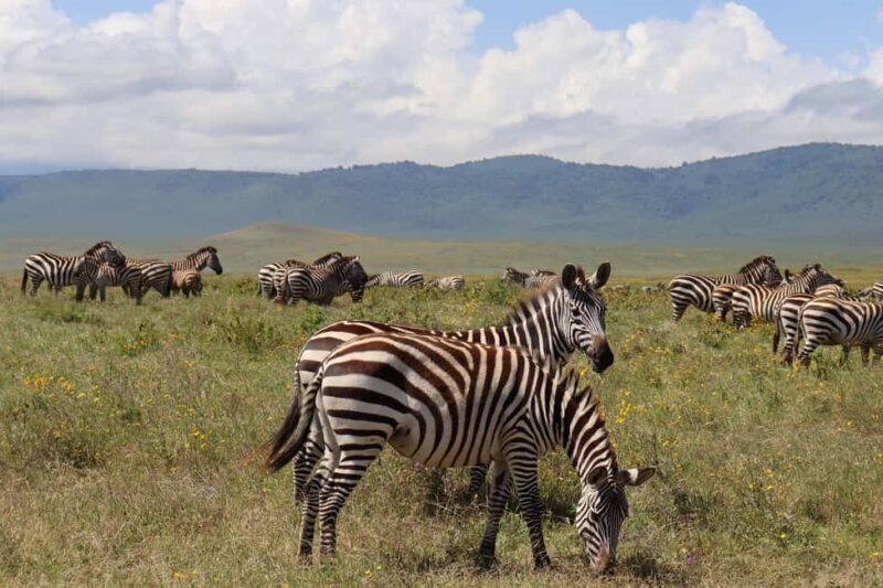 4-Day Migration Calving Season Safari (December - March) - Experience the 4-Day Migration Calving Season Safari in Tanzania