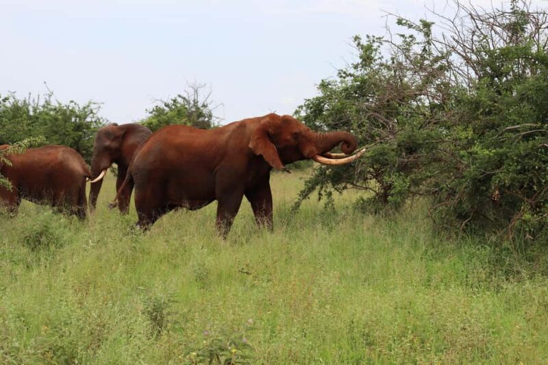 4-Day Migration Calving Season Safari (December - March) - Key Points