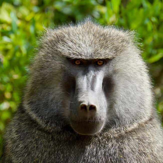 4-Day Mount Kenya: Chogoria-Sirimon Route Exhilarating Hike. - FAQs