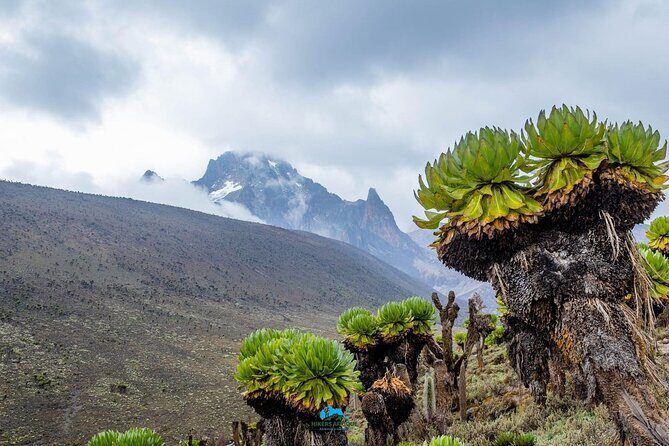 4 Day Mount Kenya Trek Up Chogoria Down Sirimon - Who Will Love This Trek?