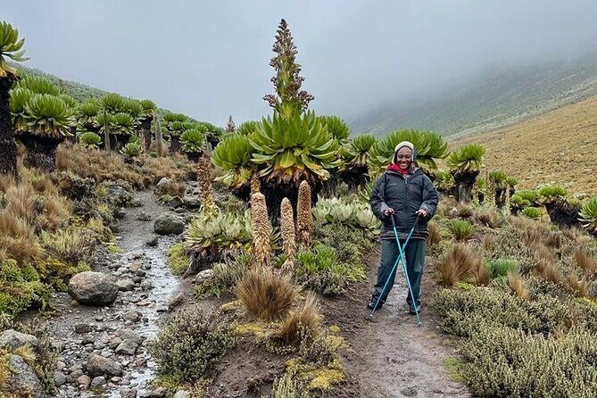 4-Day Mount Kenya Trekking with Pick Up - Final Thoughts: Who’s This Tour Best For?
