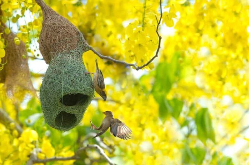 4-Day NabjiKorphu Wildlife Forest Eco Tour - An In-Depth Look at the 4-Day NabjiKorphu Eco Tour