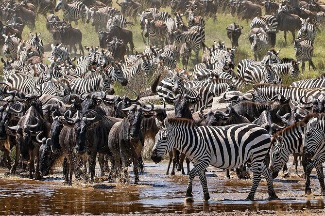 4-Day Northern Tanzania Camping Tour Safari - Introduction: A Wildlife Journey in Tanzania That Captures the Essence of Africa