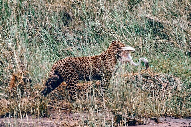 4-Day Northern Tanzania Camping Tour Safari - Authentic Experiences Based on Real Reviews