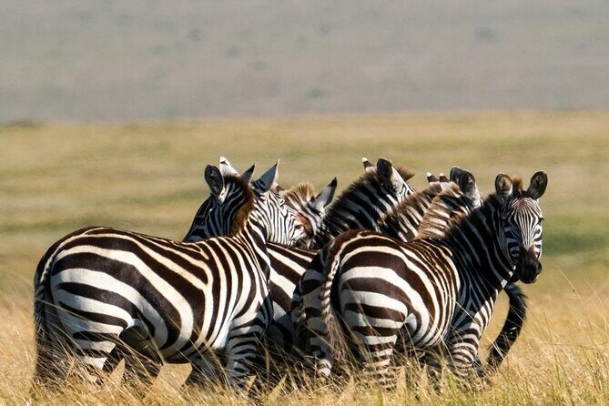 4-Day Northern Tanzania Camping Tour Safari - Practical Tips for Your Trip