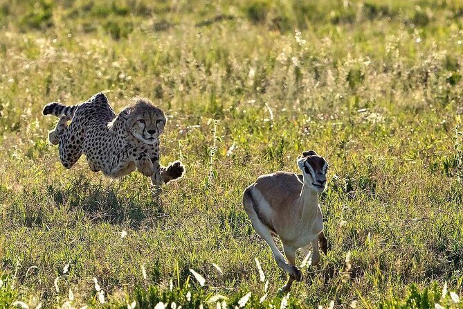 4-Day Northern Tanzania Camping Tour Safari - FAQs