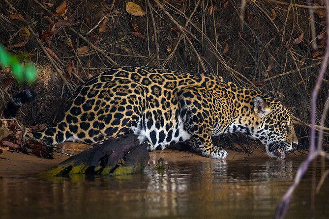 4-day-pantanal-tour-with-accommodation-departing-from-cuiaba