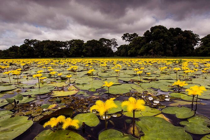 4-day-pantanal-tour-with-accommodation-departing-from-cuiaba