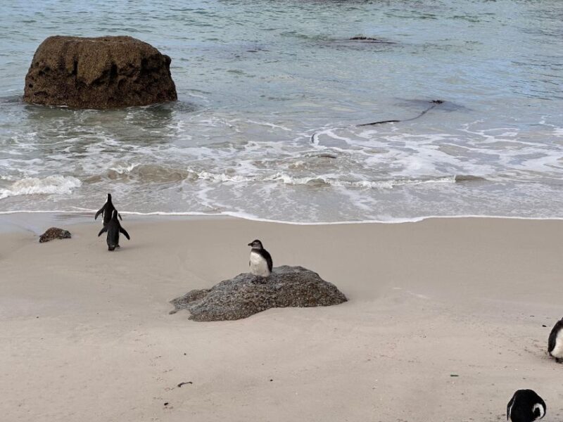 4-Day Private Highlights Tour & Overnight Big5 Aquila Safari - Why You Should Consider This Tour