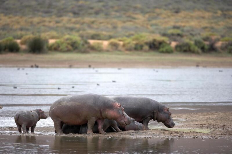 4-Day Private Highlights Tour & Overnight Big5 Aquila Safari - FAQ