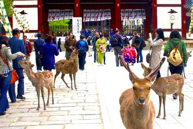 4-day-private-kyoto-osaka-nara-sightseeing-tour-with-guide