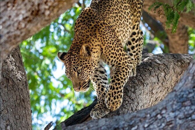 4-Day Private Lake Natron and Serengeti Wildlife Safari - Key Points