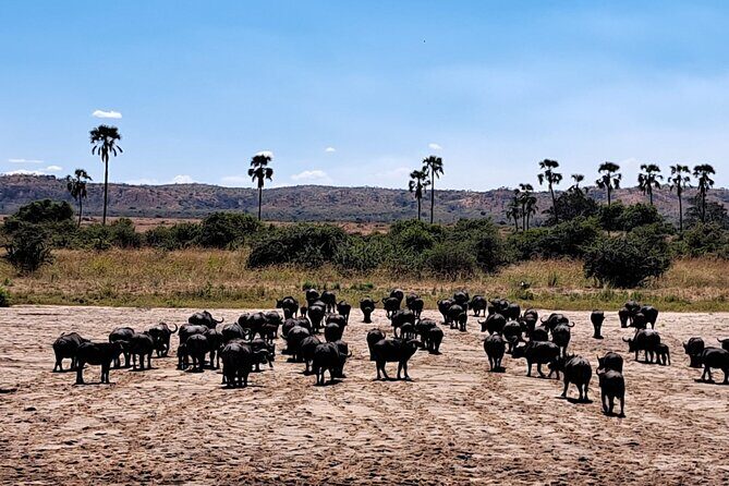 4-Day Private Lake Natron and Serengeti Wildlife Safari - Day 3: Ngorongoro Crater – Wildlife in a Natural Bowl
