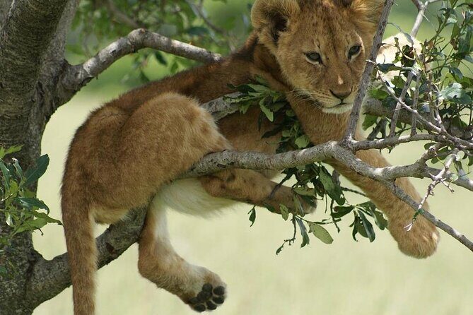 4-Day Private Lake Natron and Serengeti Wildlife Safari - Day 4: Lake Manyara – End with Birds and Tree-Climbing Lions