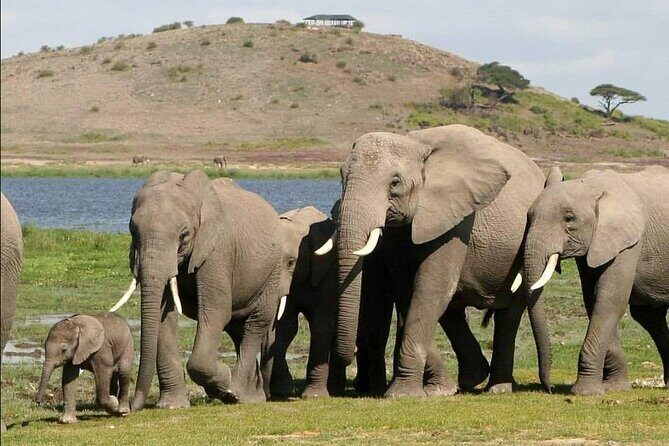 4-Day Private Lake Natron and Serengeti Wildlife Safari - The Experience in Brief: Pros and Cons