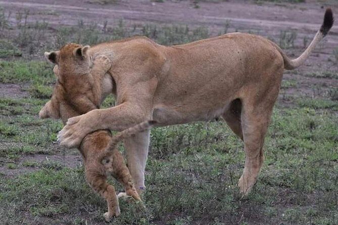 4-Day Private Lodge Safari Tanzania - Key Points