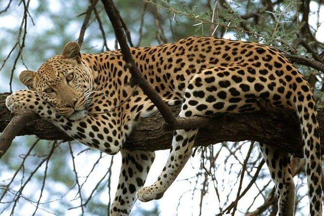 4-Day Private Lodge Safari Tanzania - Final Thoughts: Is This the Safari for You?