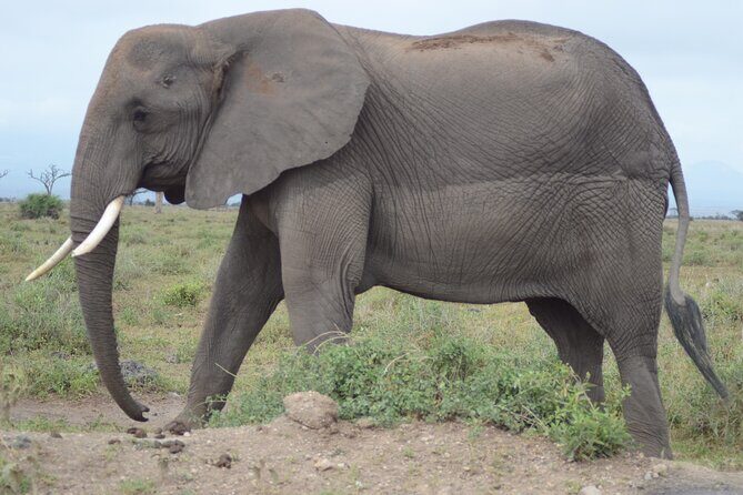 4 Day Private Masai Mara Flight Safari Tour from Nairobi - Day 2: Full Day of Wildlife Watching and Migration Sightings