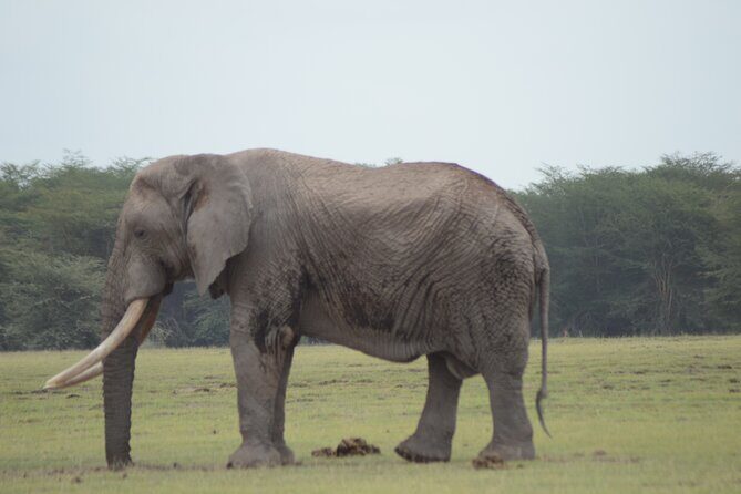 4 Day Private Masai Mara Flight Safari Tour from Nairobi - Day 4: Last Game Drives and Departure