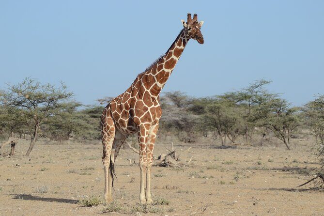 4 Day Private Masai Mara Flight Safari Tour from Nairobi - Value for Money: Is It Worth It?