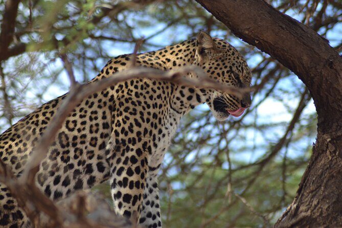 4 Day Private Masai Mara Flight Safari Tour from Nairobi - Highlights & Unique Touches