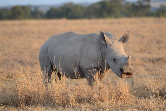 4 Day Private Masai Mara Flight Safari Tour from Nairobi - Final Thoughts: Who Will Love This Safari?