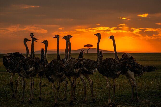 4-Day Private Masai Mara Kenya Safari Tour - Exploring the 4-Day Maasai Mara Safari in Detail