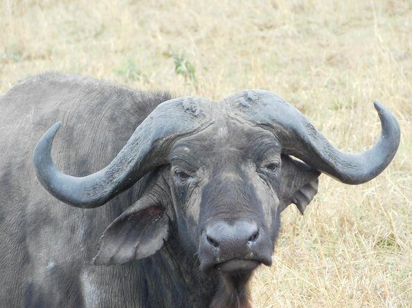 4 Day Private Masai Mara National Reserve & Lake Nakuru National Park Safari - A Close Look at the Experience  
