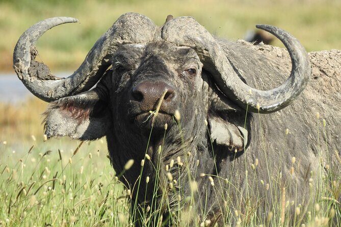 4 Day Private Tour in Tanzania - 4 Day Private Tour in Tanzania: An Authentic Wildlife Adventure