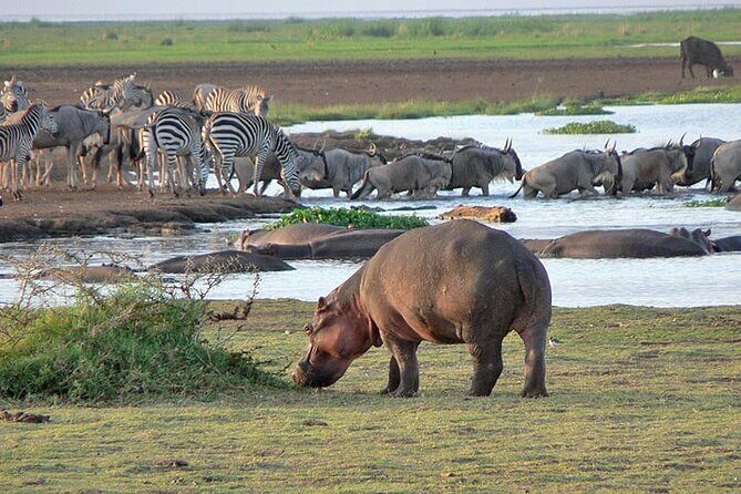 4 Day Private Tour Throughout Tarangire, Serengeti and Ngorongoro - Introduction