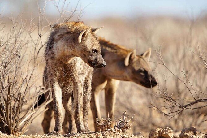4 Day Private Tour Throughout Tarangire, Serengeti and Ngorongoro - Key Points