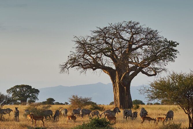 4 Day Private Tour Throughout Tarangire, Serengeti and Ngorongoro - The Value and Experience