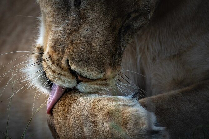 4 Day Private Wilderness Safari in Arusha - Key Points
