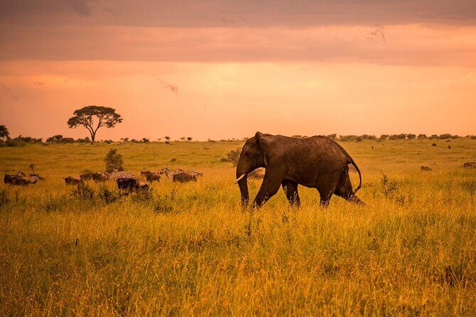 4 Day Private Wilderness Safari in Arusha - What Travelers Can Expect: From Wildlife to Comfort