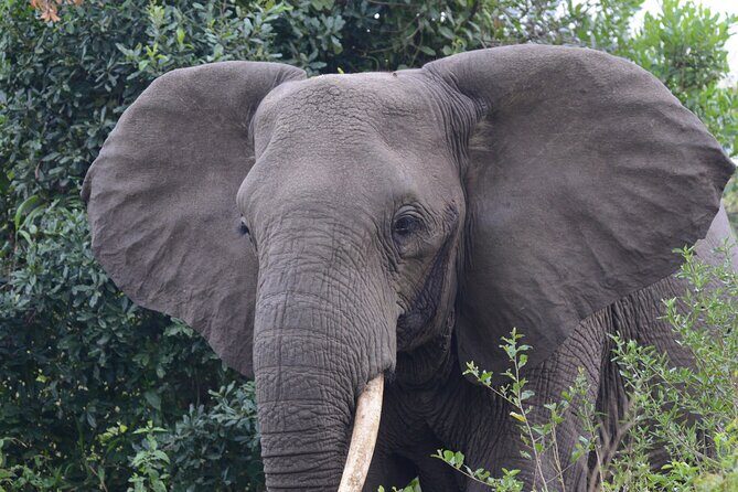 4-Day QENP, Gorillas in Bwindi and Lake Bunyonyi relaxation - Final Thoughts