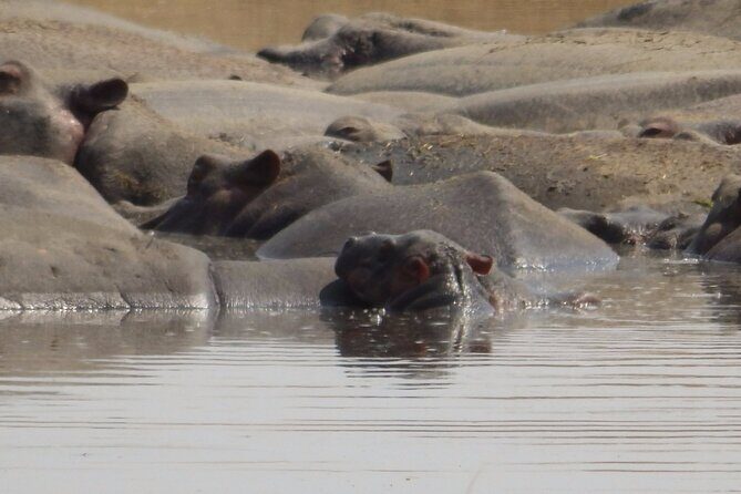 4-Day Safari from Arusha: Tarangire, Serengeti and Ngorongoro - Final Thoughts