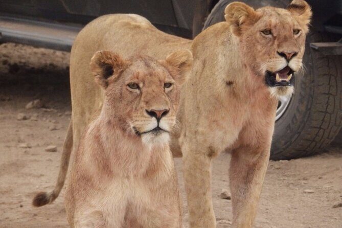 4-Day Safari from Arusha: Tarangire, Serengeti and Ngorongoro - The Experience of Guides and Wildlife Sightings