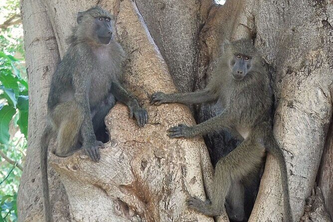 4-Day Safari from Arusha: Tarangire, Serengeti and Ngorongoro - Practical Tips for Your Safari