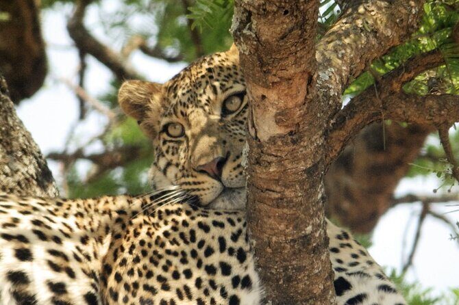 4-Day Safari from Arusha: Tarangire, Serengeti and Ngorongoro - FAQ