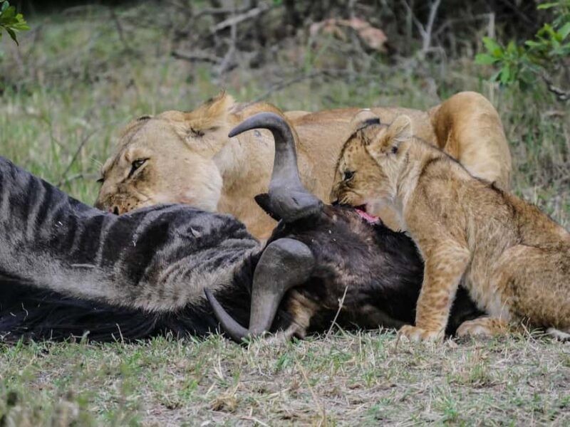 4 day safari in Masaai Mara and Lake Nakuru National Park - Key Points