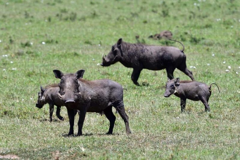 4 day safari in Masaai Mara and Lake Nakuru National Park - An In-Depth Look at the Itinerary
