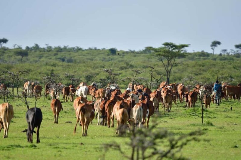 4 day safari in Masaai Mara and Lake Nakuru National Park - The Value of the Experience