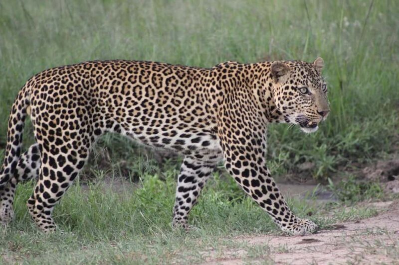 4 day safari in Masaai Mara and Lake Nakuru National Park - Who Is This Tour Best For?