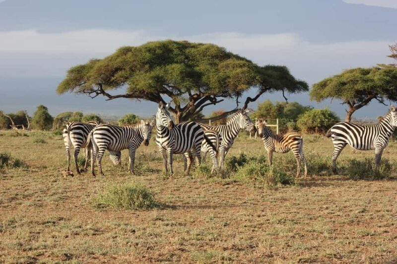 4 day safari in Masaai Mara and Lake Nakuru National Park - FAQ