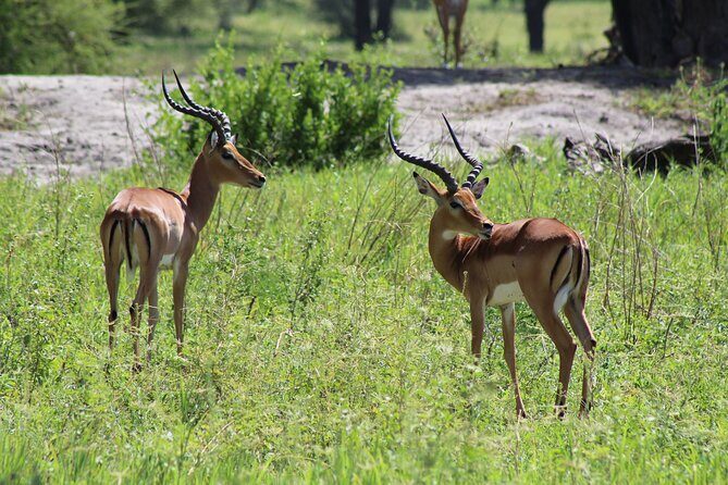 4-Day Safari in Tarangire, Serengeti & Ngorongoro (Mid-range) - Why This Tour Offers Great Value