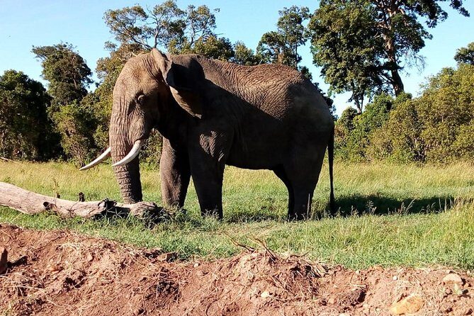 4-Day Safari: Lake Manyara, Serengeti & Ngorongoro - Authentic Insights from Travelers