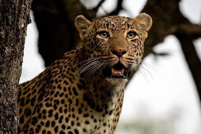 4-Day Safari: Lake Manyara, Serengeti & Ngorongoro - Transition to the Serengeti: The World’s Most Famous Safari Destination